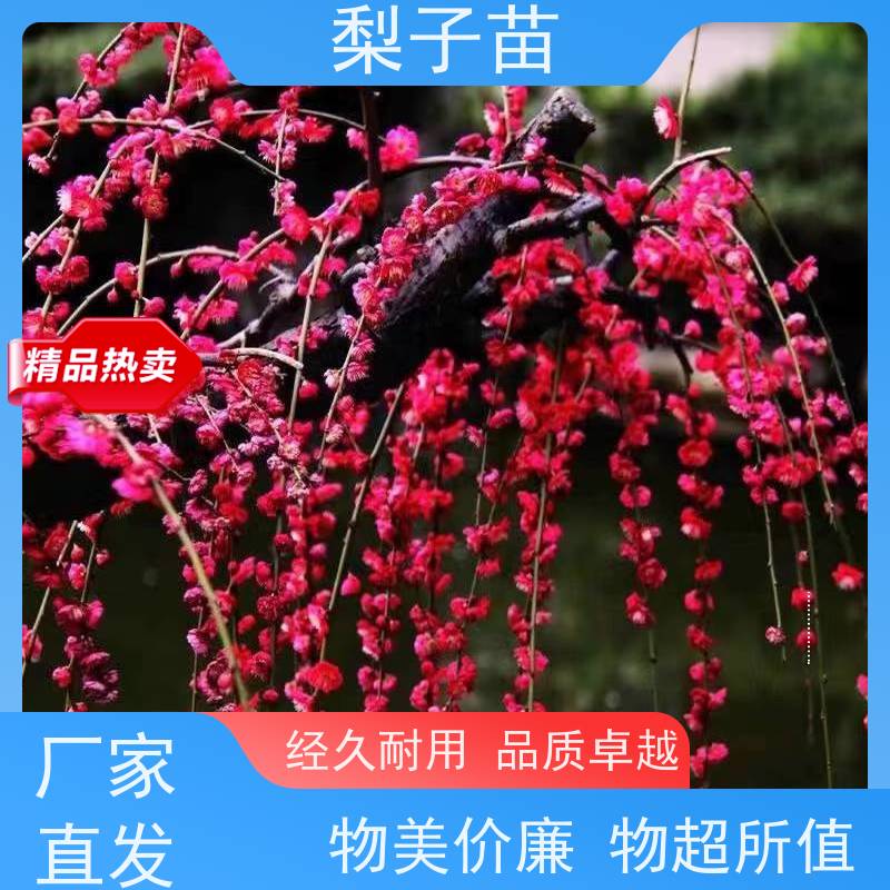 春丰苗木根系发达基地供应8公分盆栽梅花树苗