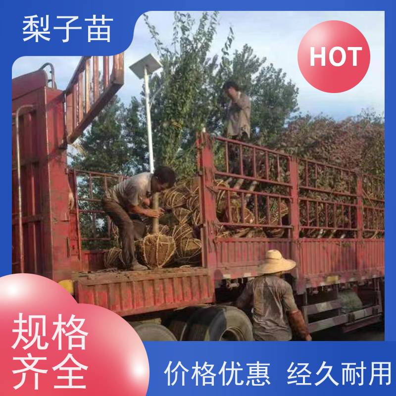 春丰苗木2公分树形优美提供种植技术经验梅花树