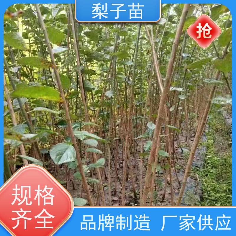 春丰苗木基地批发树形优美 成活率高2公分盆栽梅桩