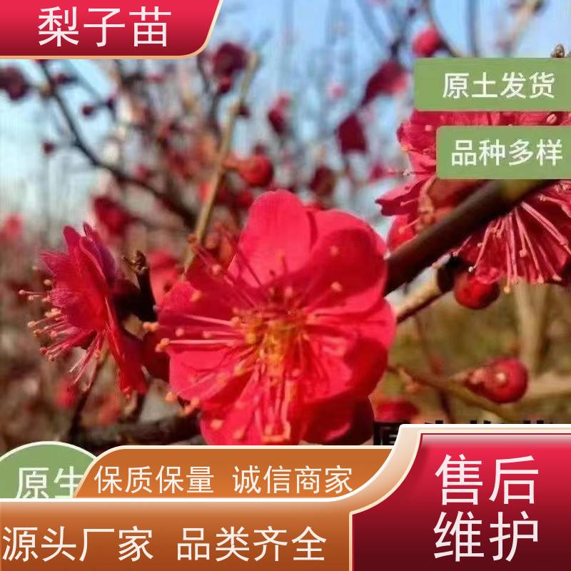 春丰苗木根系发达树形优美 成活率高7公分嫁接梅花苗