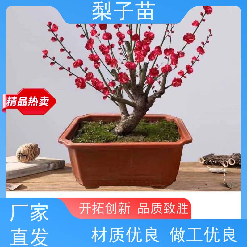 春丰苗木5公分梅花树规格齐全树形优美 成活率高