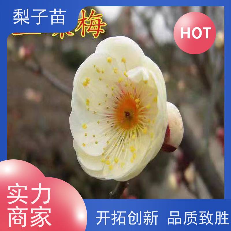 春丰苗木2公分梅花盆栽桩嫁接新品种基地供应