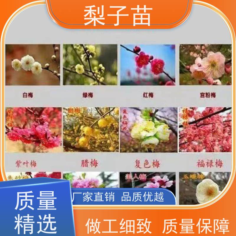 春丰苗木基地供应提供种植技术经验盆栽梅花树5公分