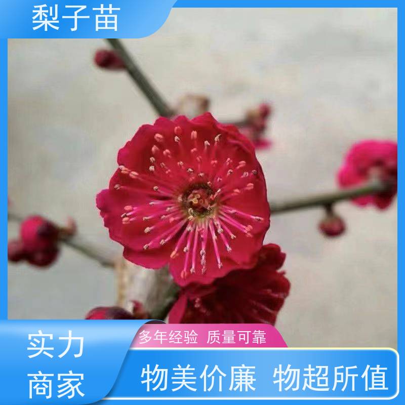 春丰苗木树形优美 成活率高嫁接新品种扦插梅花苗5公分