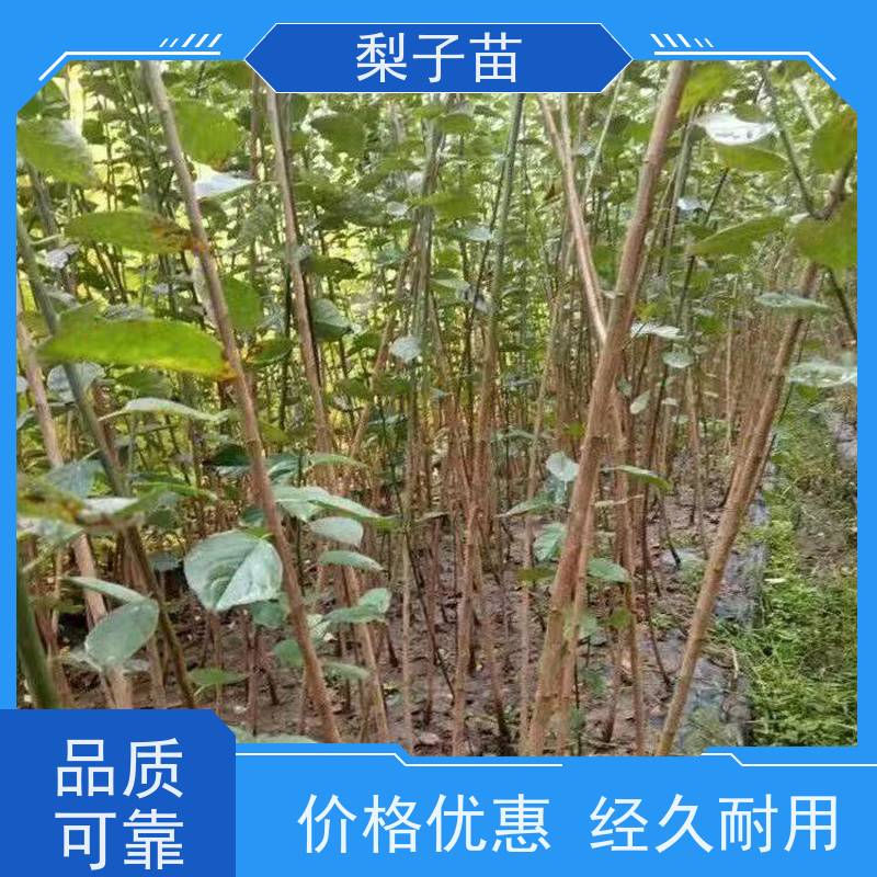 春丰苗木品种优良根系发达原生梅花树苗2公分