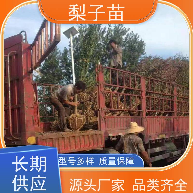春丰苗木基地自销品种优良7公分梅花盆栽树苗