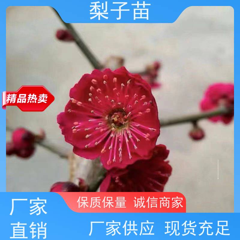 春丰苗木提供种植技术经验基地供应原生梅花树7公分