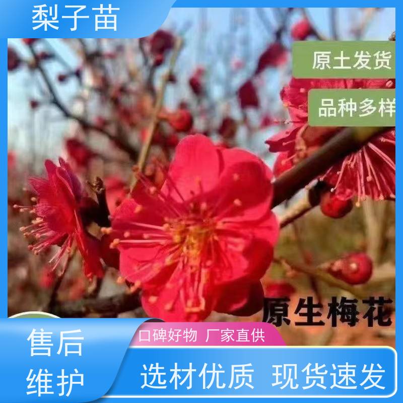 春丰苗木梅花大树8公分基地批发树形优美 成活率高
