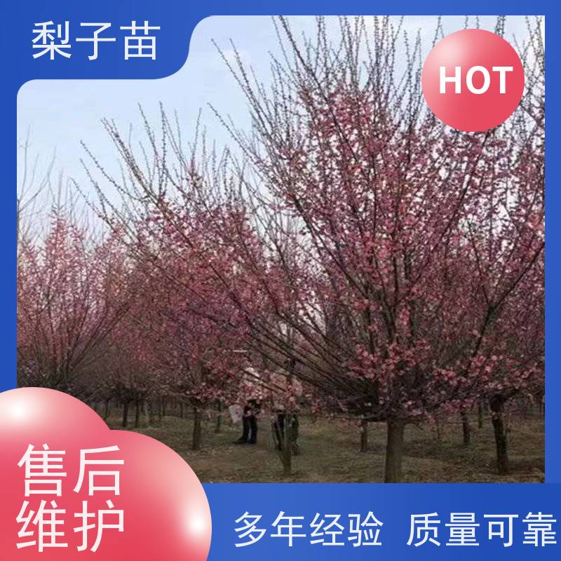春丰苗木价格实惠提供种植技术经验梅花盆栽桩7公分