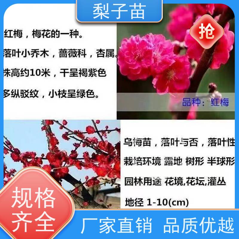 春丰苗木根系发达优质供应7公分嫁接梅花树苗