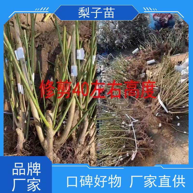 春丰苗木基地供应现挖现发实生梅花树苗2公分