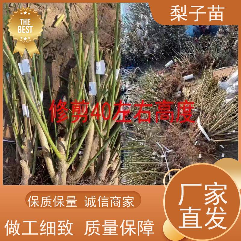 春丰苗木规格齐全树形优美 成活率高7公分原生梅花苗