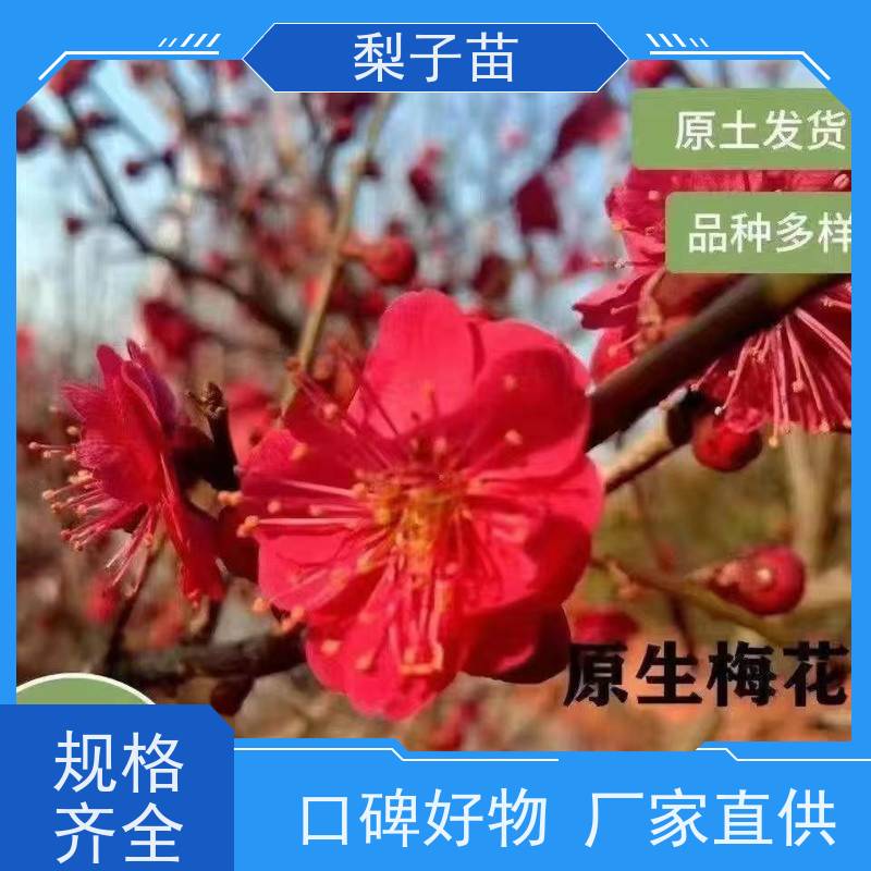 春丰苗木树形优美基地自销梅花盆栽树苗5公分
