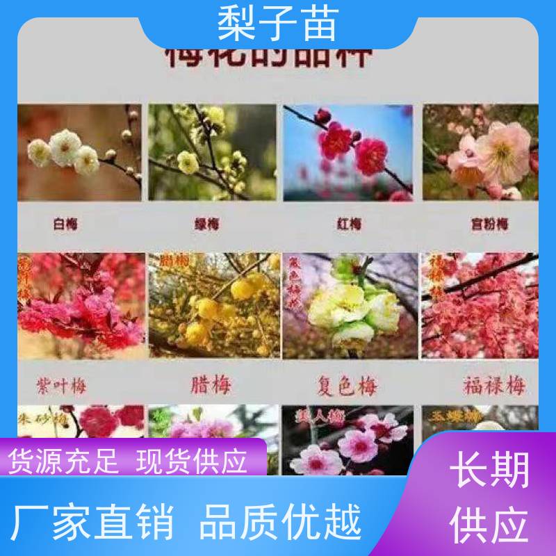 春丰苗木量大从优专业苗圃基地 5公分嫁接梅花苗