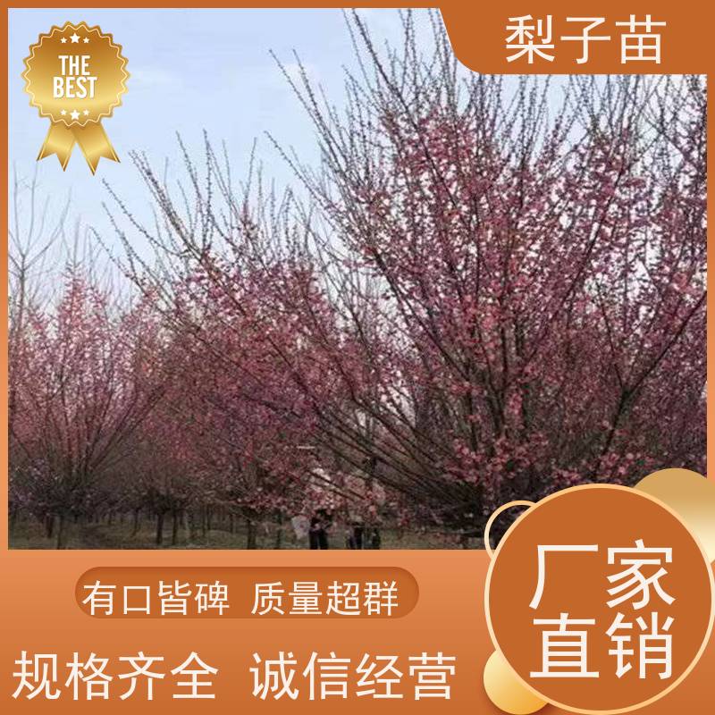 春丰苗木基地供应提供种植技术经验梅花大苗2公分