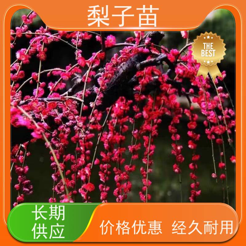 春丰苗木2公分树形优美 成活率高量大从优盆栽梅花桩