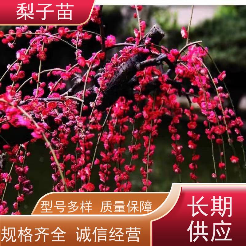 春丰苗木树形优美现挖现发盆栽梅花嫁接苗2公分