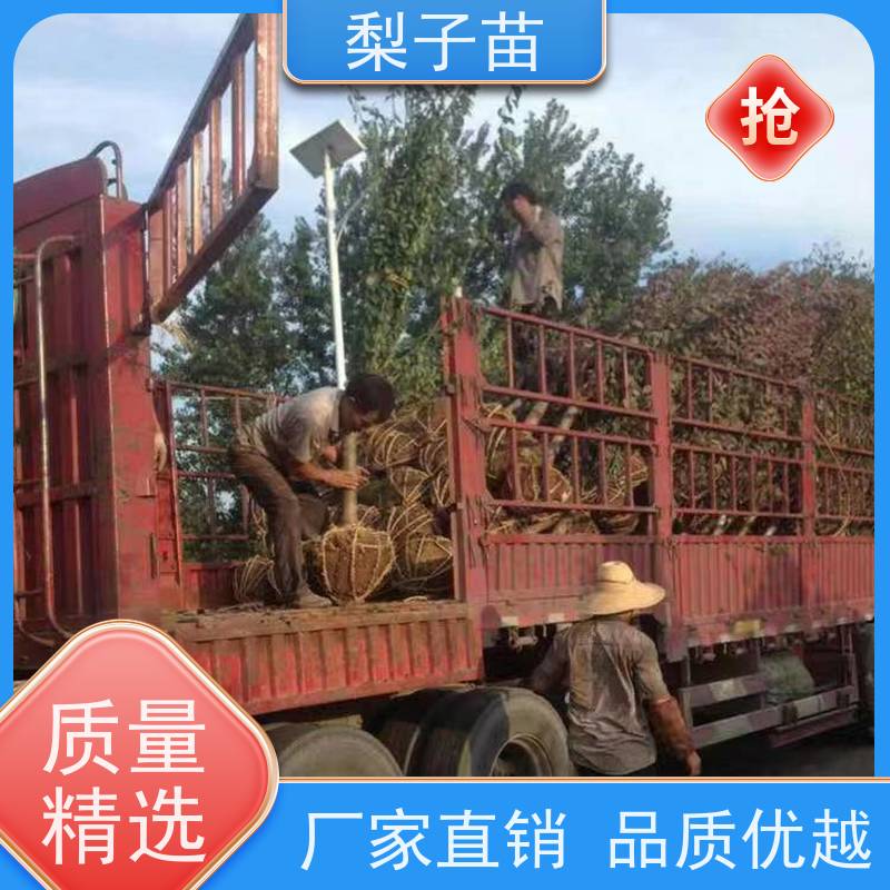 春丰苗木植株健壮2公分优质供应盆栽梅花嫁接苗