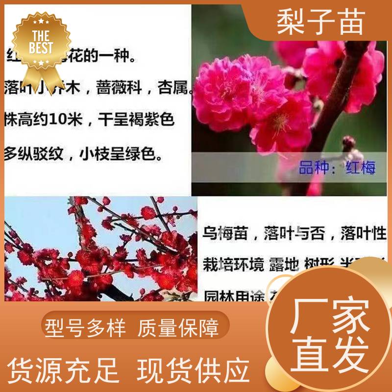 春丰苗木5公分专业苗圃基地 提供种植技术经验梅花盆栽树