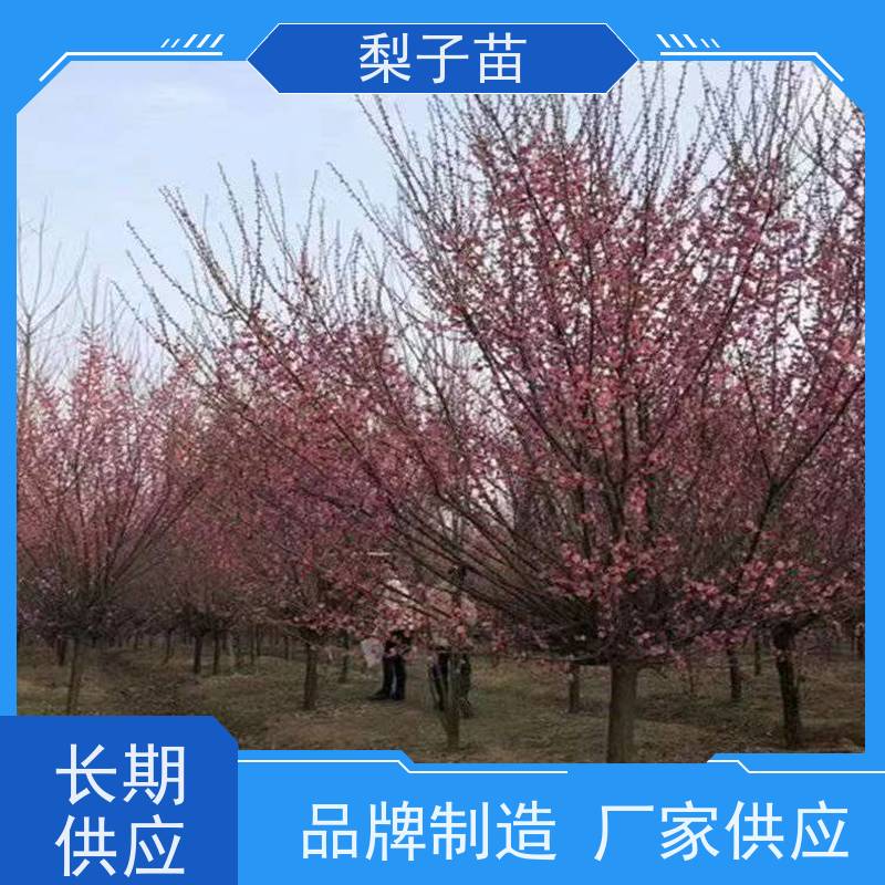 春丰苗木实生梅花苗5公分嫁接新品种基地供应