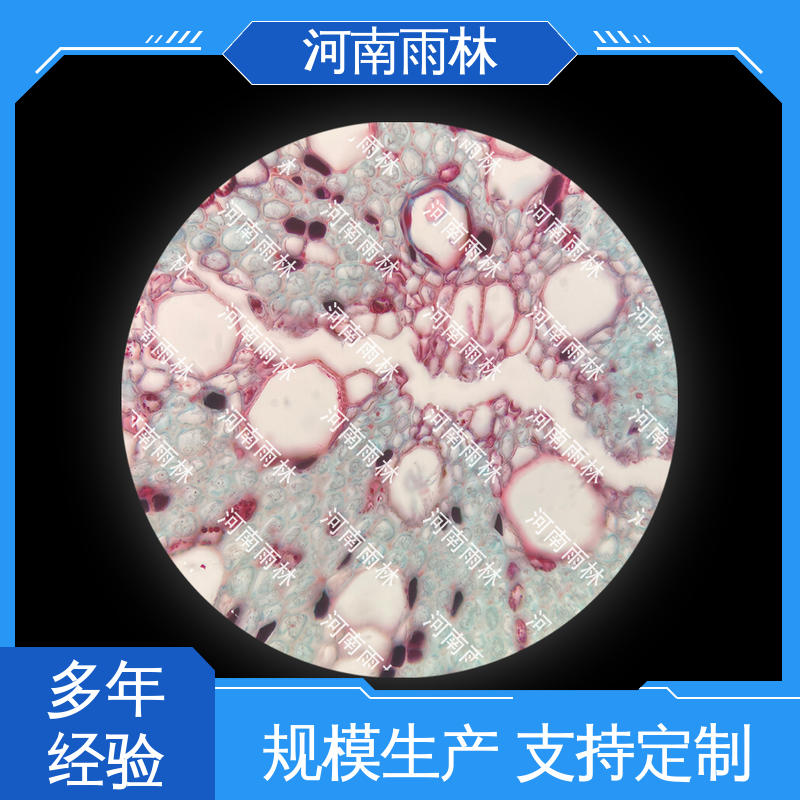 可后期加工 个性化定做 实验切片 质量保障 雨林