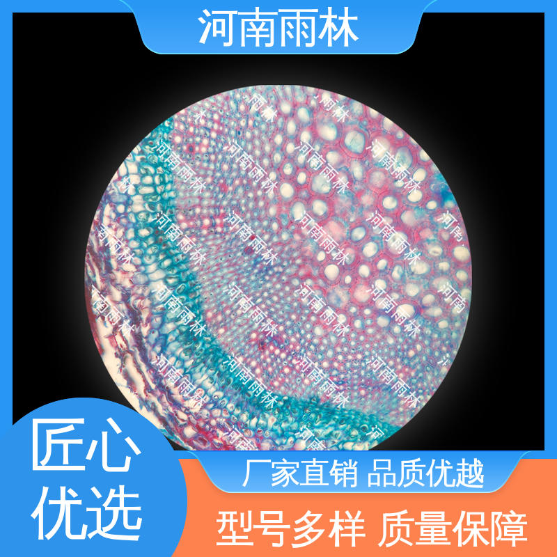 雨林教育工程 个性化定做 植物切片 一对一质检 质量优