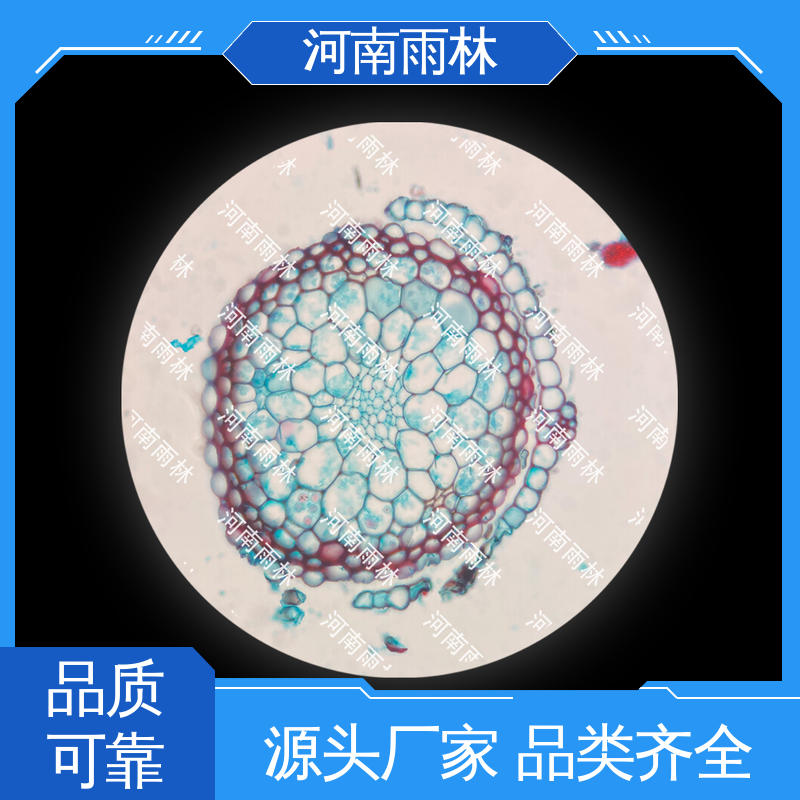 显微标本 性价比高 源头工厂 质量保障 雨林教育工程