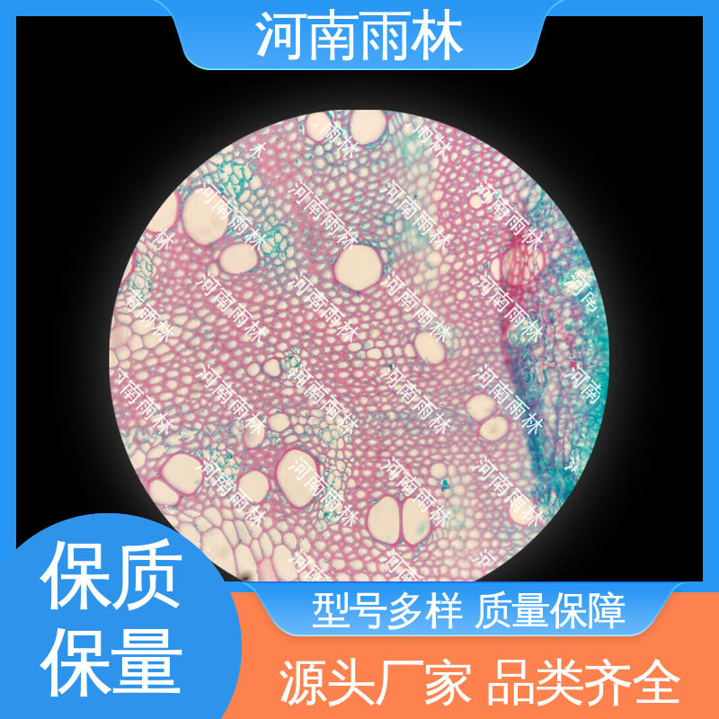 雨林教育工程 可后期加工 厂家销售 植物标本 品质优良