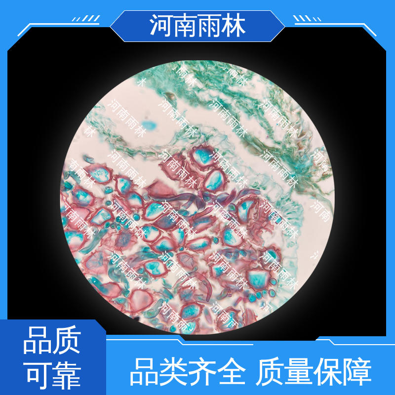 厂家销售 病害标本 售后无忧 细胞清晰 雨林教育