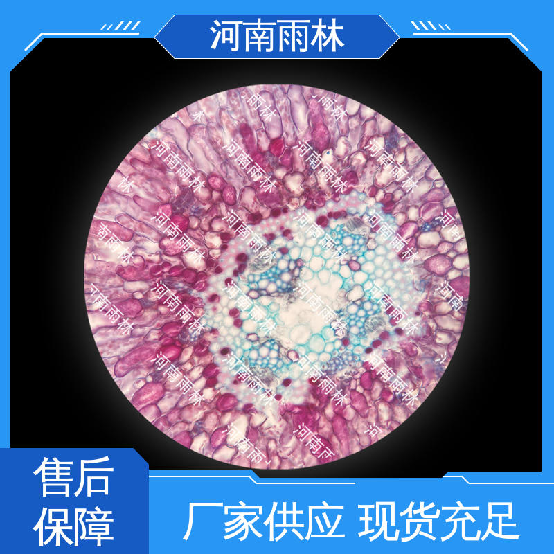 病害标本 厂家销售 品质优良 可后期加工 雨林教育