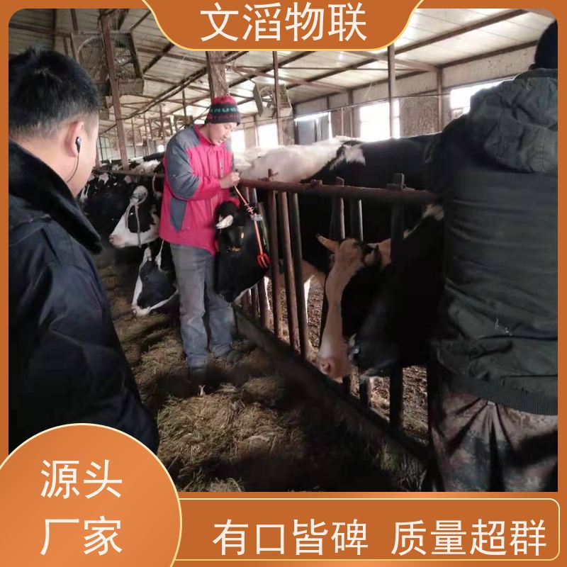 文滔物联 马B超 牛羊马驴发情监测GPS定位计步器 供应 