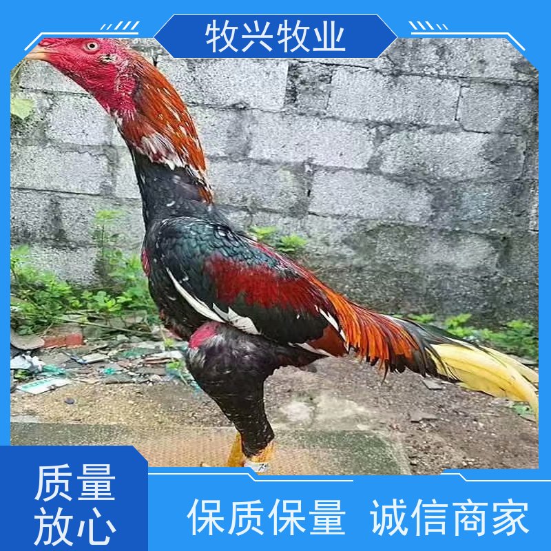 成年观赏斗鸡 大型斗鸡 斗鸡养殖场 养殖销售