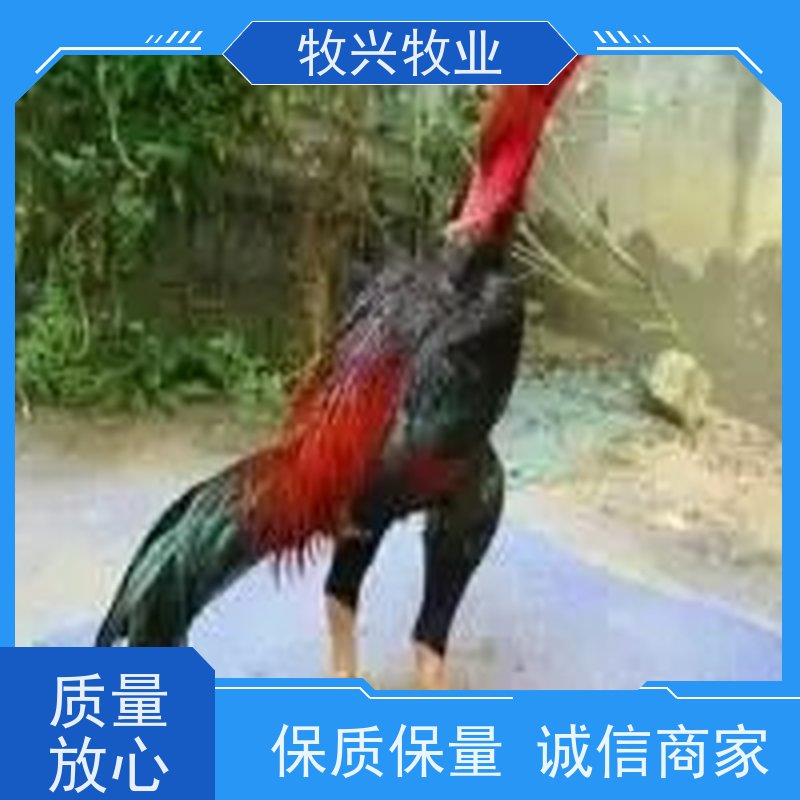丽水鸡苗斗鸡苗价格多少钱一只宏俊家禽常年供应优质鸡苗，技术支持