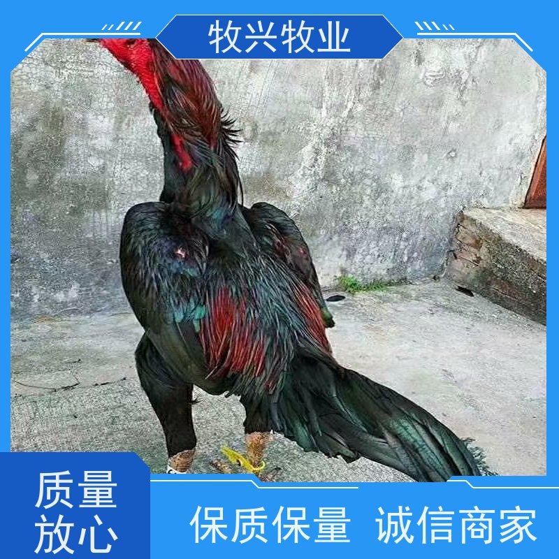 缧河小斗鸡苗批发