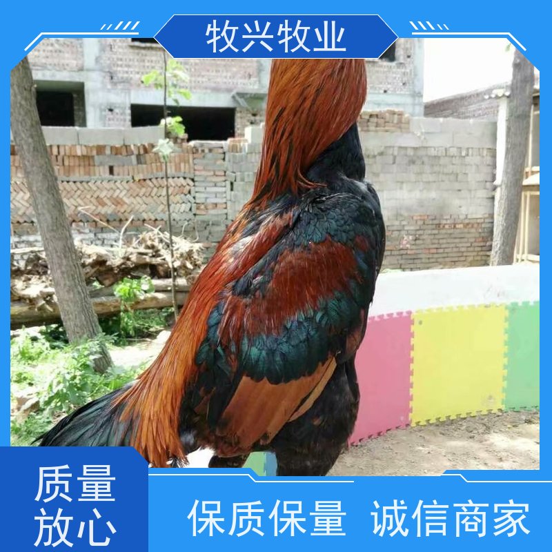 越南斗鸡 纯种鸡苗 提供养殖技术 基地销售