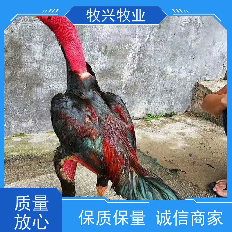 渭南斗鸡苗小斗鸡苗 