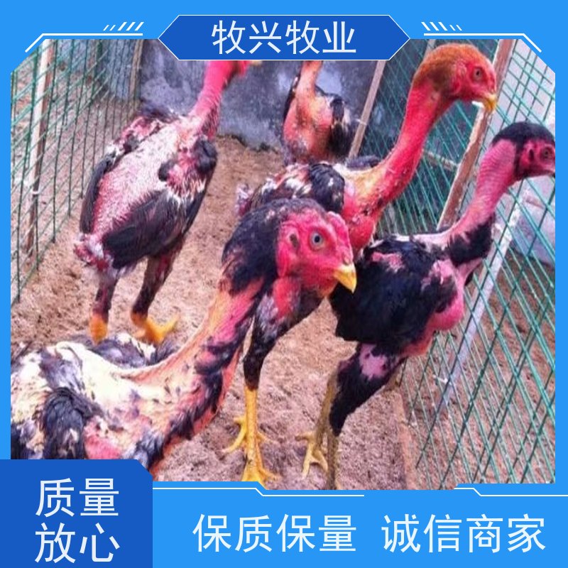 斗鸡动物园景点观赏斗鸡 