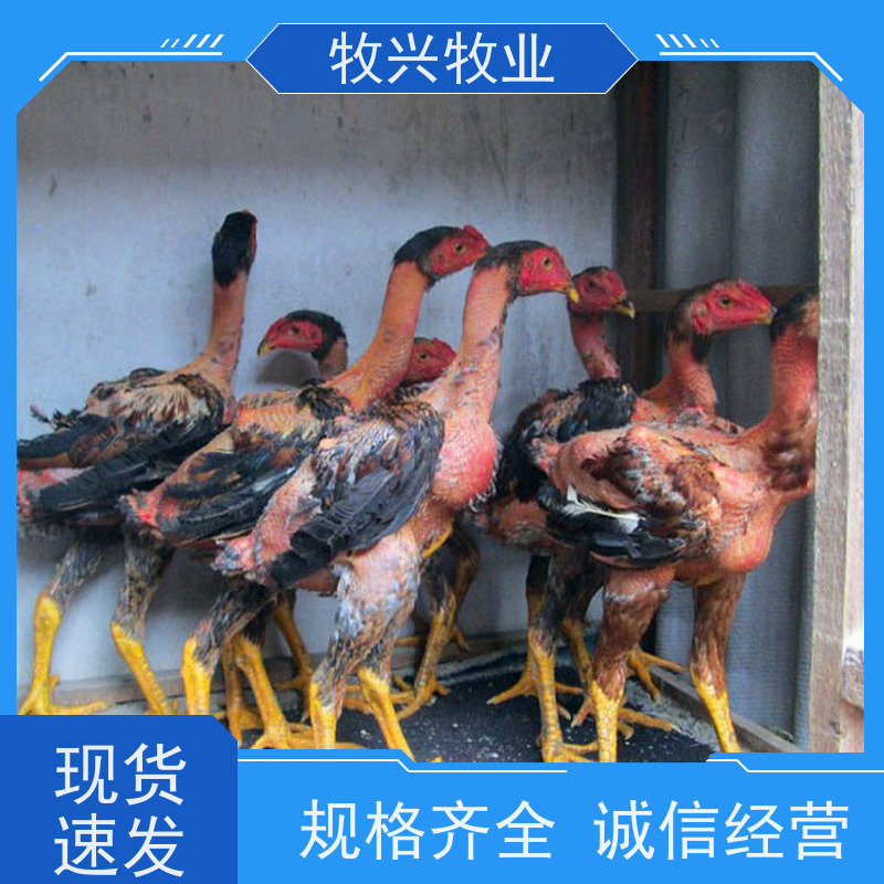 越南斗鸡苗市场价钱