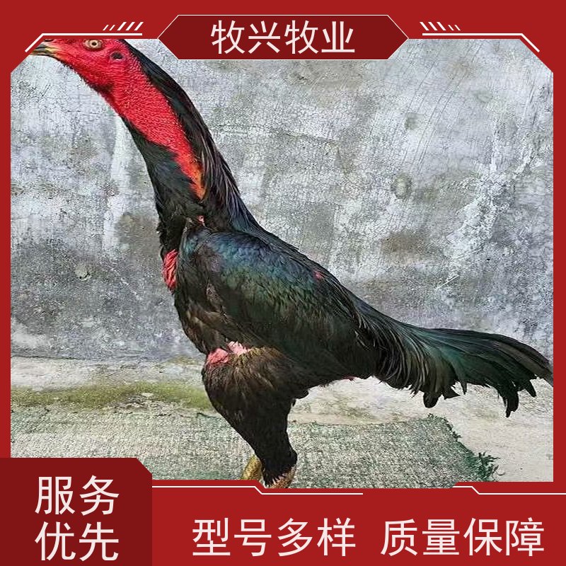 斗鸡苗·领航斗鸡养殖 品质保障