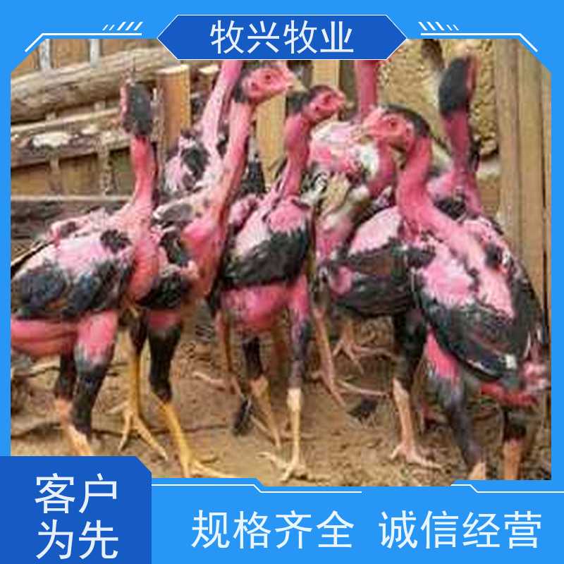 优质斗鸡苗批发斗鸡饲料 助您养殖斗鸡事半功倍