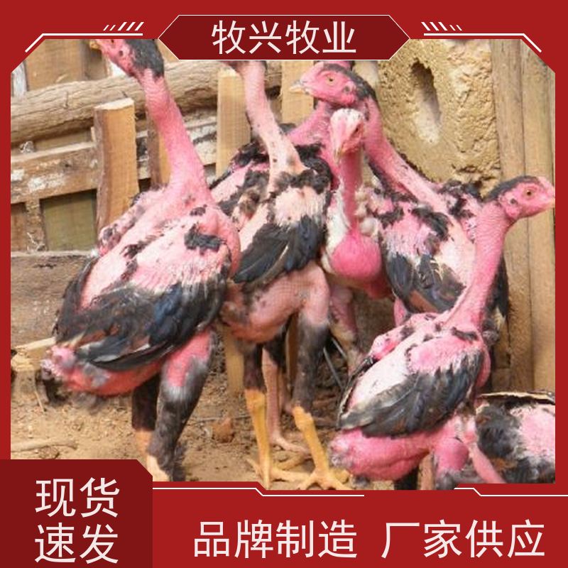 改良斗鸡苗 体力充沛 动作敏捷