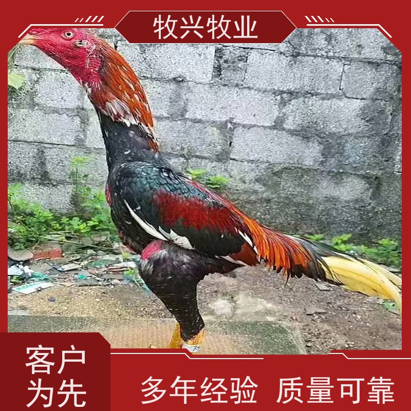 斗鸡苗批发斗鸡饲料 安全环保 品质保证