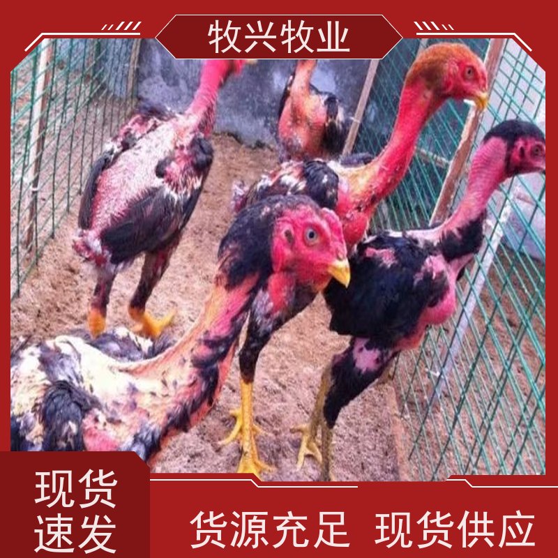 斗鸡苗今年一只批发