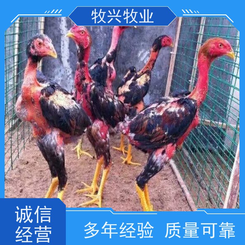 改良斗鸡苗 体力充沛 动作敏捷