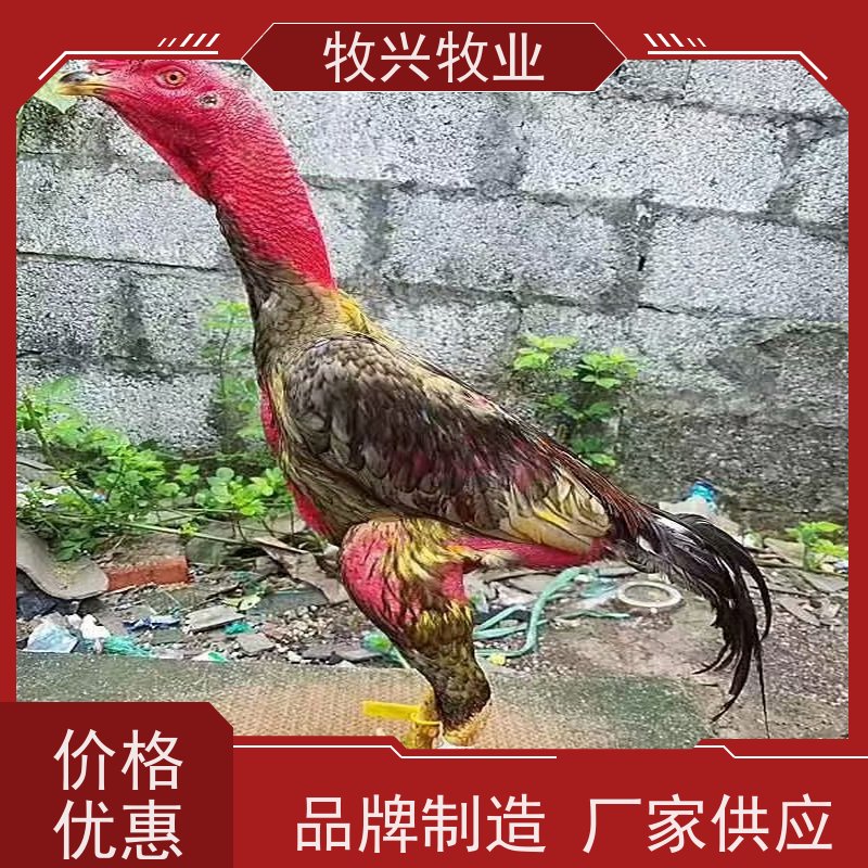 斗鸡苗活力养殖 斗鸡苗种鸡优选