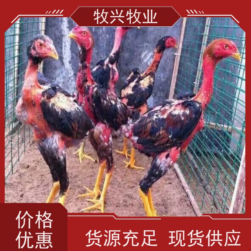 斗鸡苗批发优质斗鸡饲料 绿色健康 高效养殖
