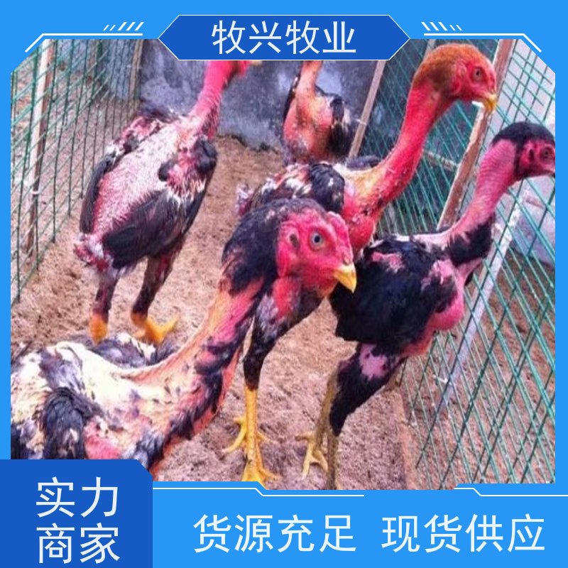 一站式斗鸡苗批发服务 让你养殖无忧