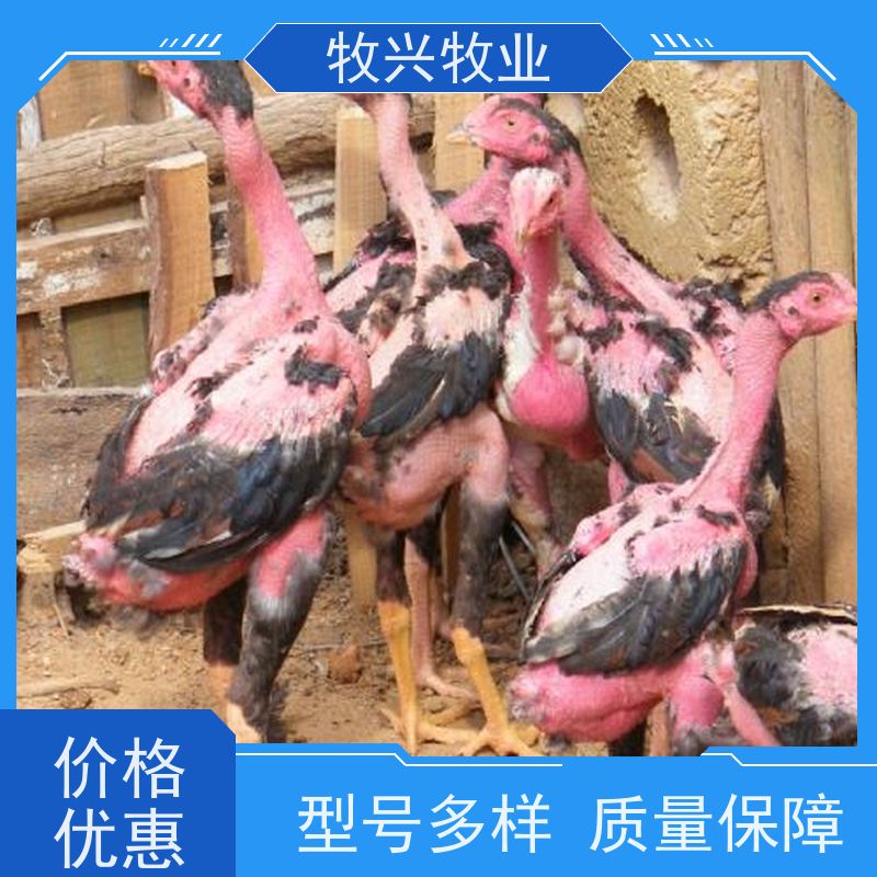 动物园景点观赏斗鸡 出壳斗鸡苗 育肥养殖幼鸡