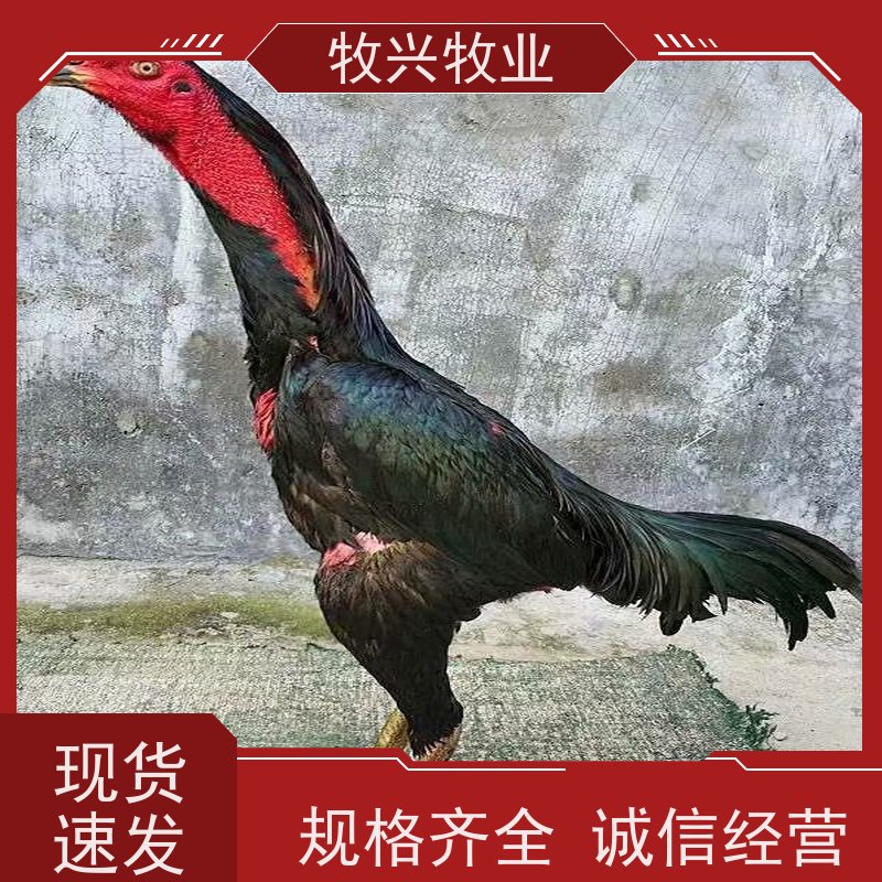 一斤斗鸡苗价格