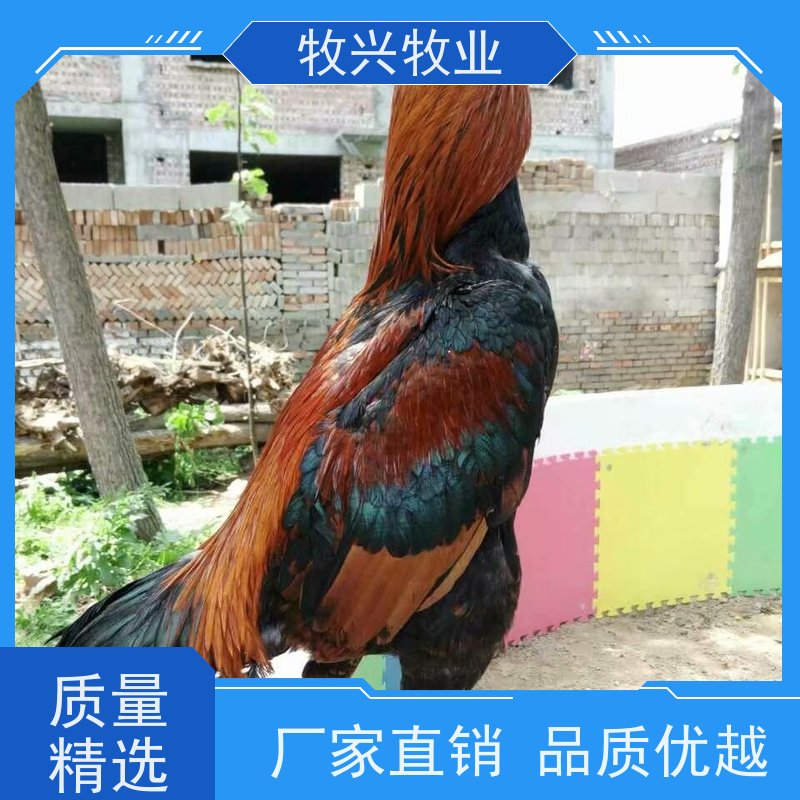 出售斗鸡蛋云南价格
